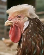 Chicken-Trump