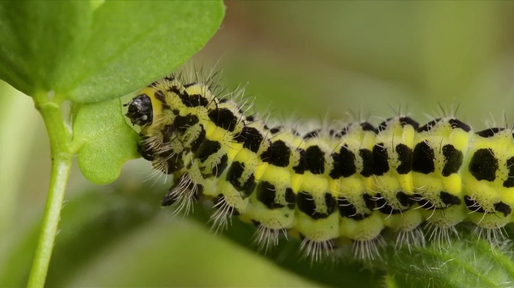 [Image: q31p8atwiyn6.jpg]