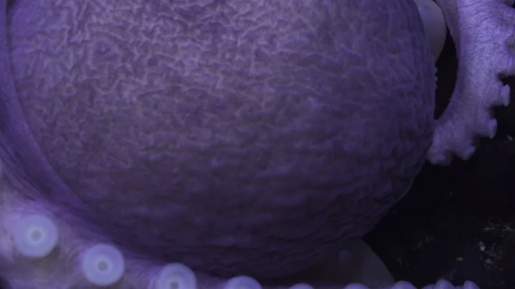 [Image: igklf7l6px21.jpg]