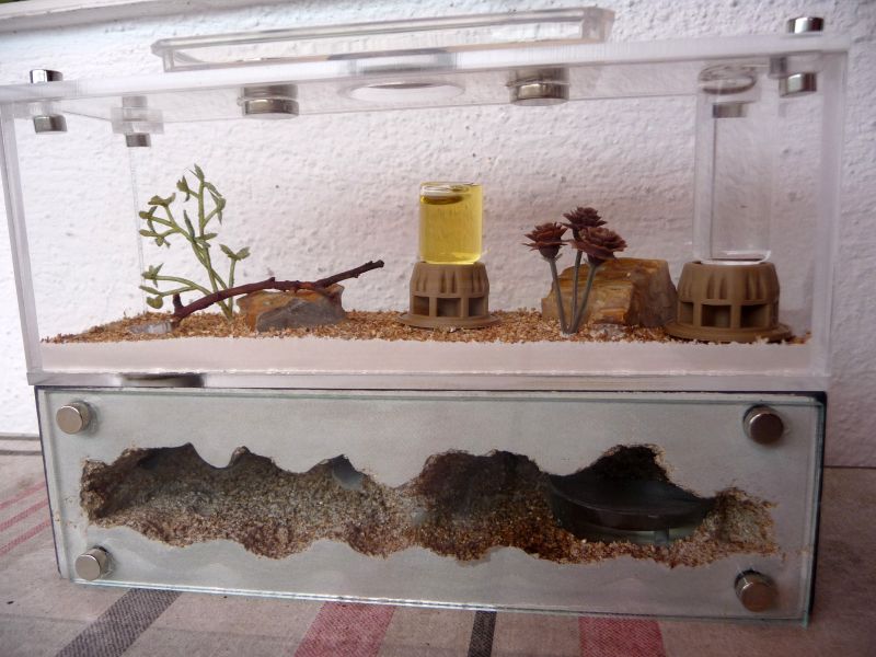 1604-Lasius4.jpg