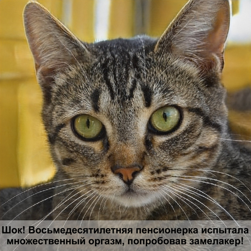 реабилитация кошки после стерилизации