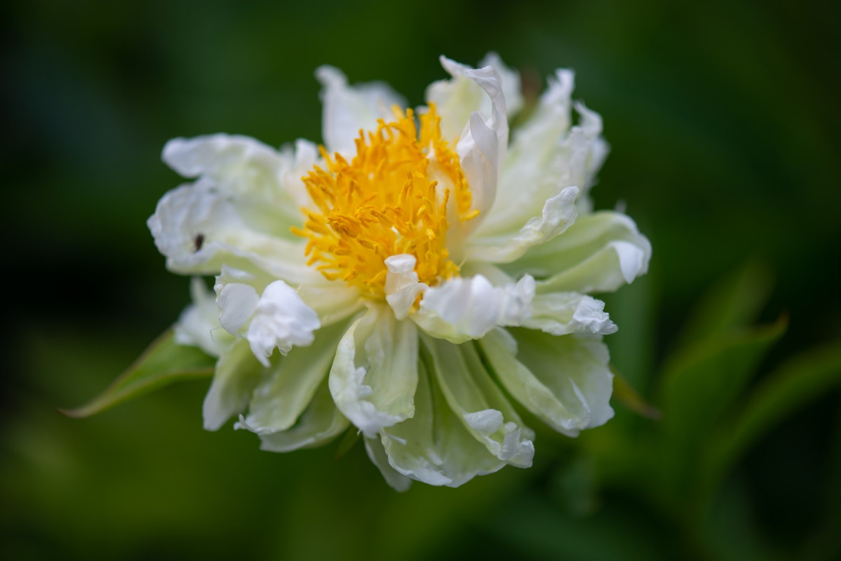 IMG-ff038f10b1e75e42a660bd9409f70725-V