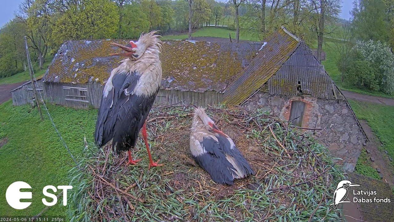 Baltie stārķi (Ciconia ciconia) Tukuma novadā - LDF tiešraide __ White storks in Tukums, Latvia 9-15