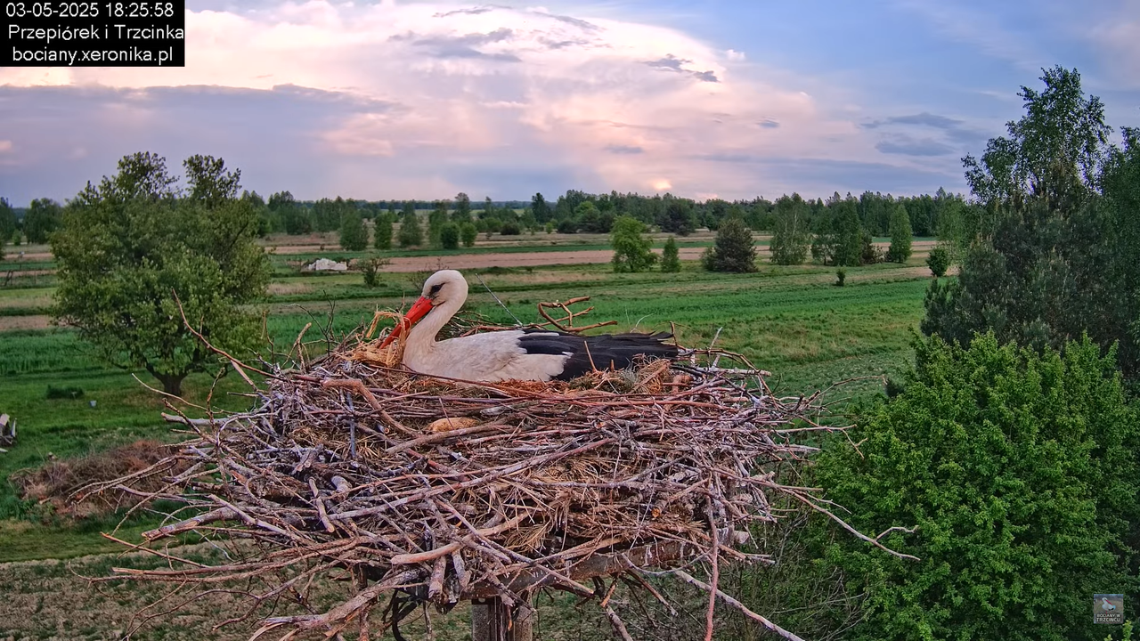 03052025bociany24