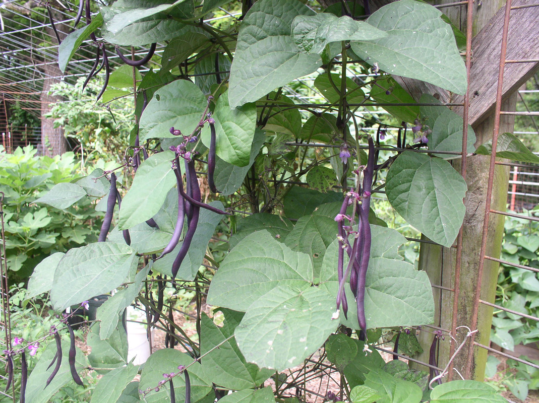 My Purple Pole Beans | Green Country Seed Savers