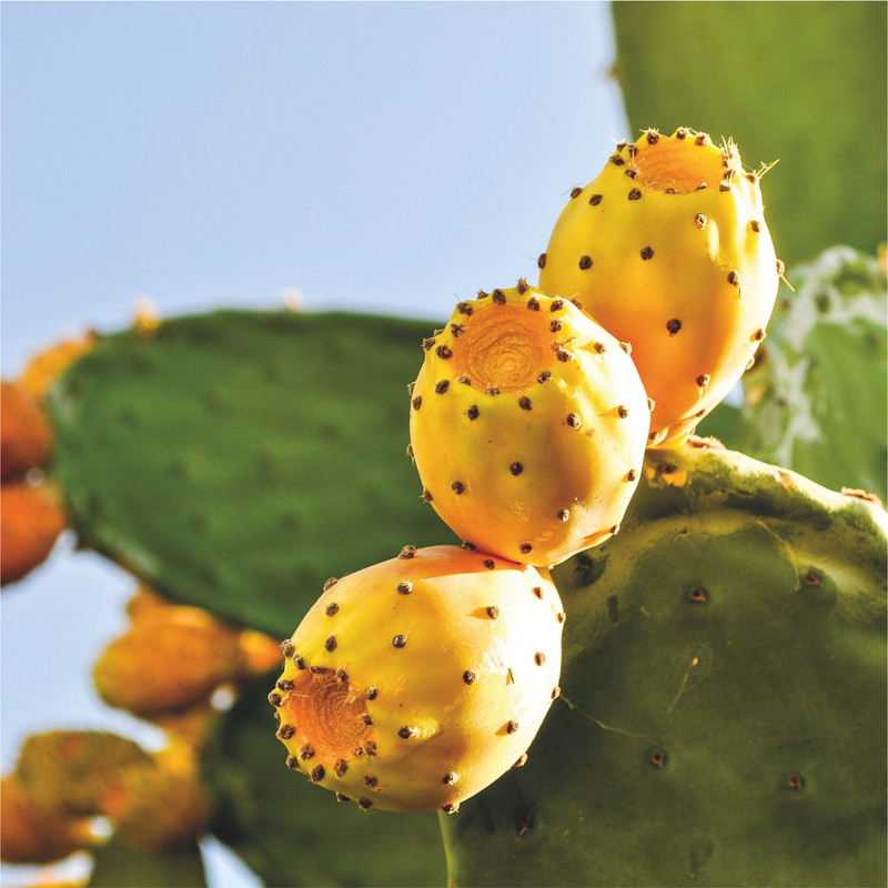 Figues de Barbarie - Ingrédients Cosmétiques Naturels du Maroc