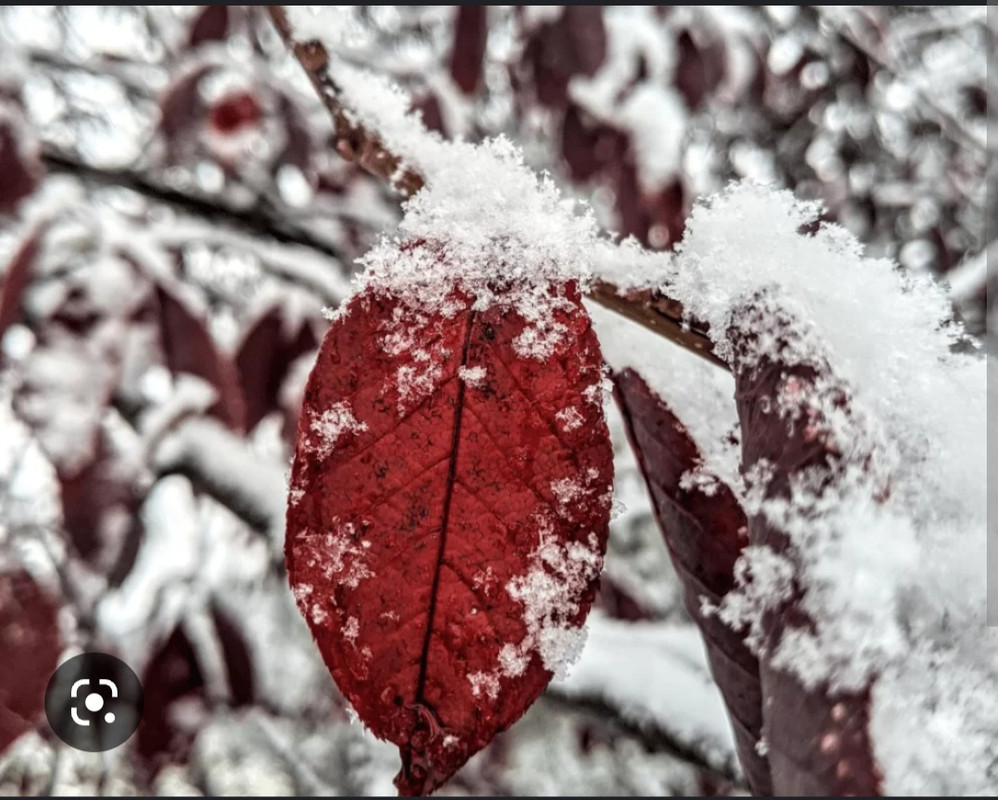 Screenshot_20221125-001609_Chrome