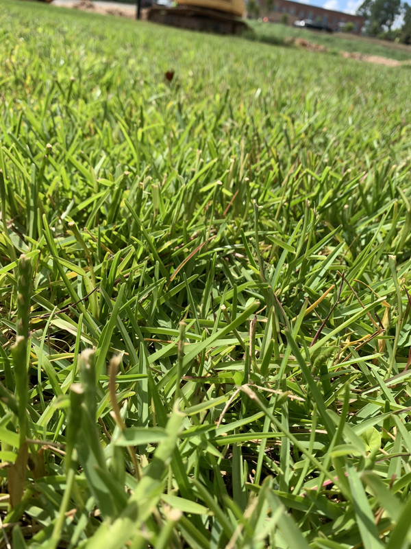 Grass Identification Augusta GA Lawn Care Forum
