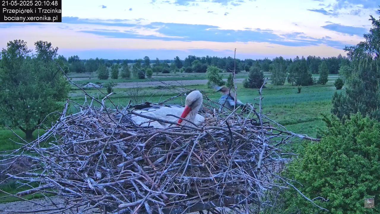 21052025bociany35