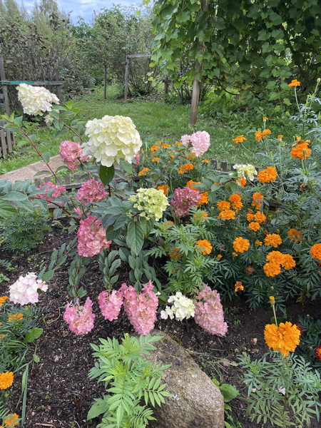 https://i.postimg.cc/Fs35QP0Q/IMG-0127.jpg