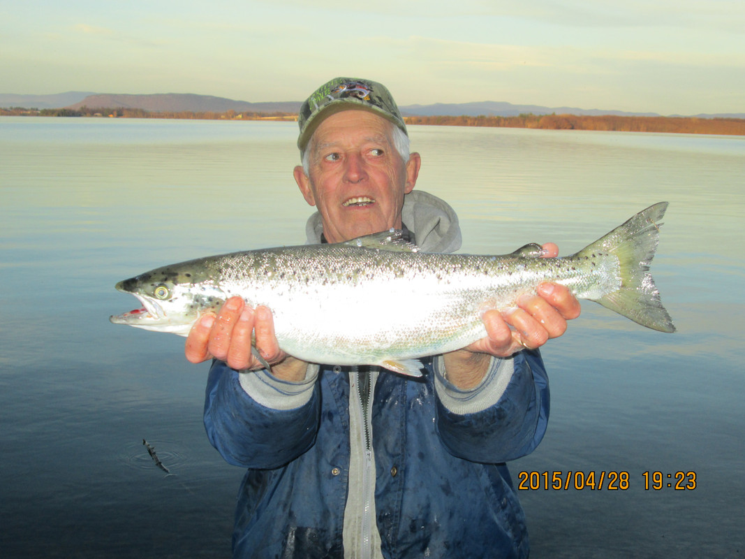 salmon bullwagga bay 003