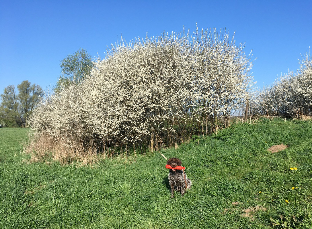 2025-04-04 Calire met sleedoorn 1 IMG_4835 (002)