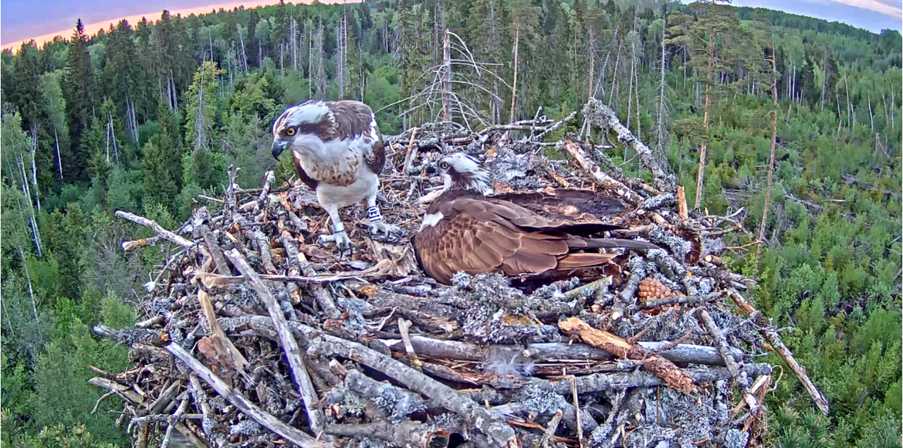 Képernyőkép – 2018-05-18 20-06-12