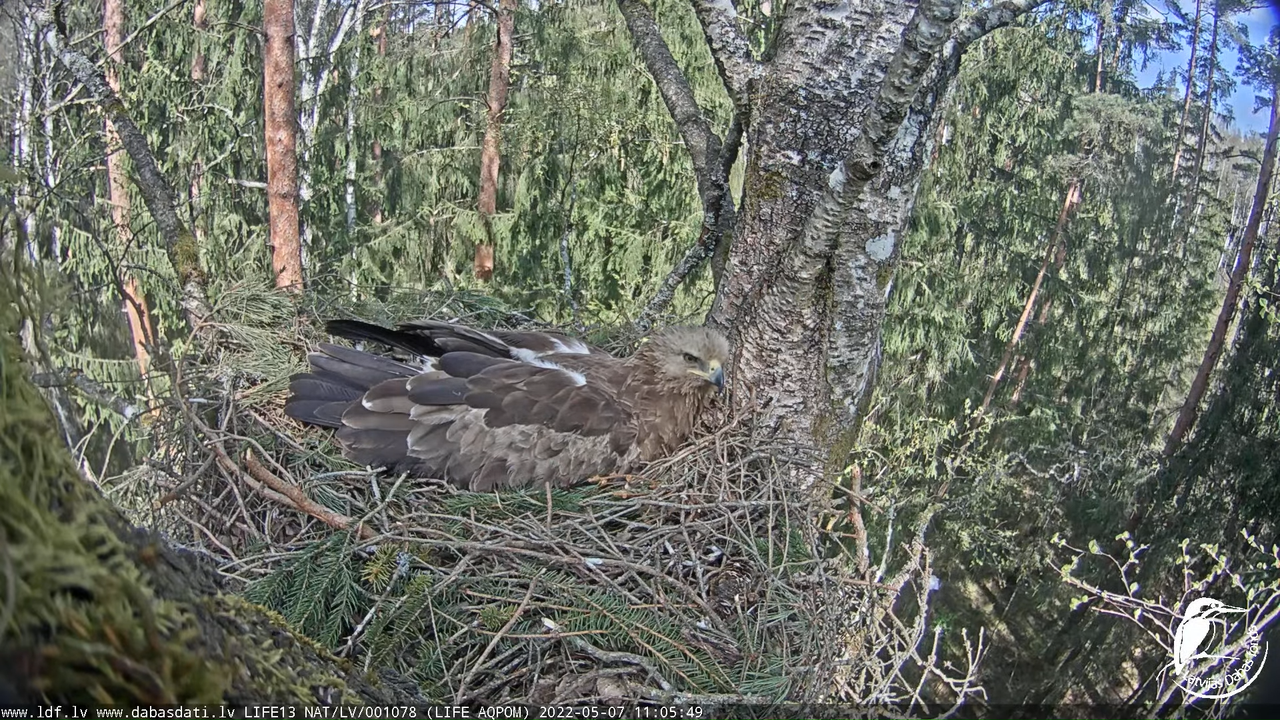 LDF Mazais ērglis (Clanga pomarina), ligzda bērzā 13-1-49 screenshot