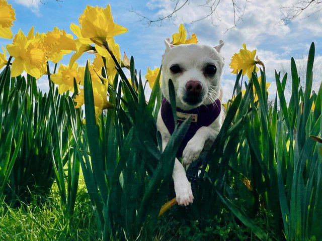 pixie-grass-daffodils-meadow.jpg