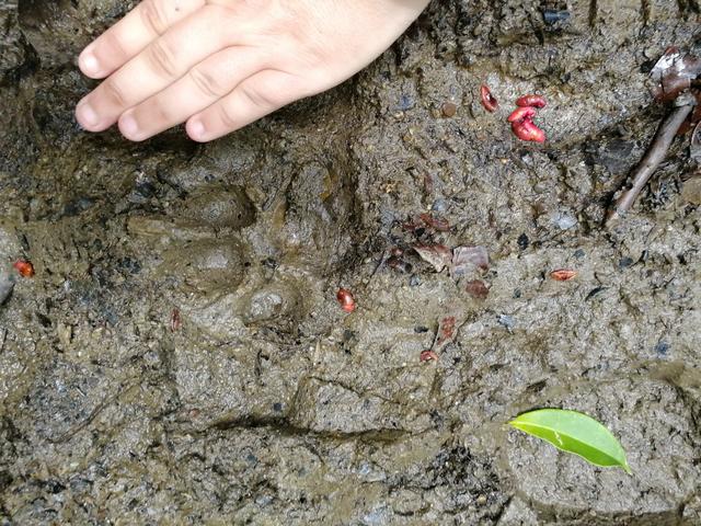 Sierpe-Drake-Isla del Caño-PN Corcovado - Costa Rica con niños. Julio-Agosto 2018 (15)