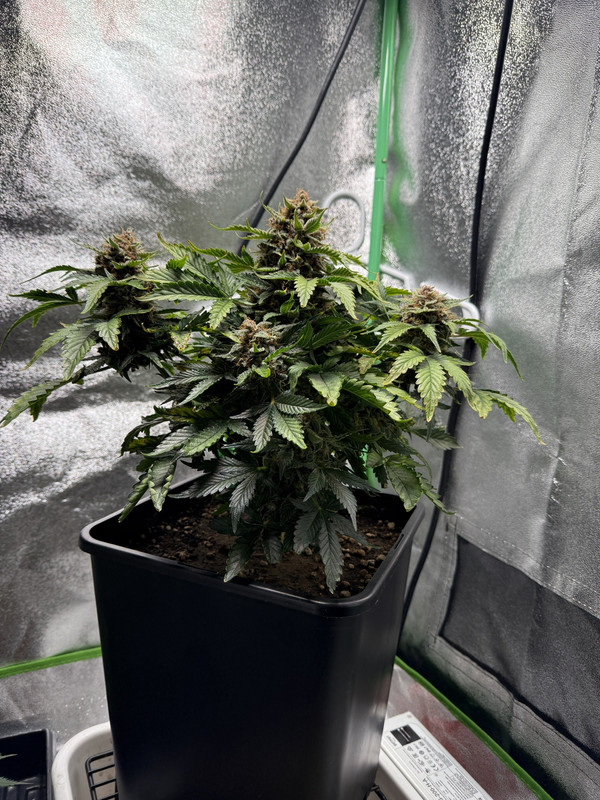 FC5AD419-1E5A-4335-BE17-B29501241DA2