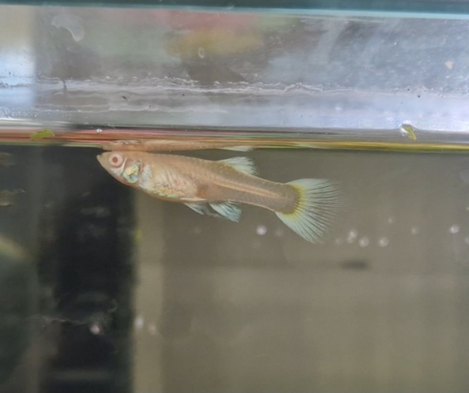 Screenshot_20230713_134107_Gallery