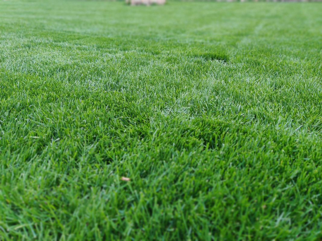 IMG_20210501_180308_Bokeh