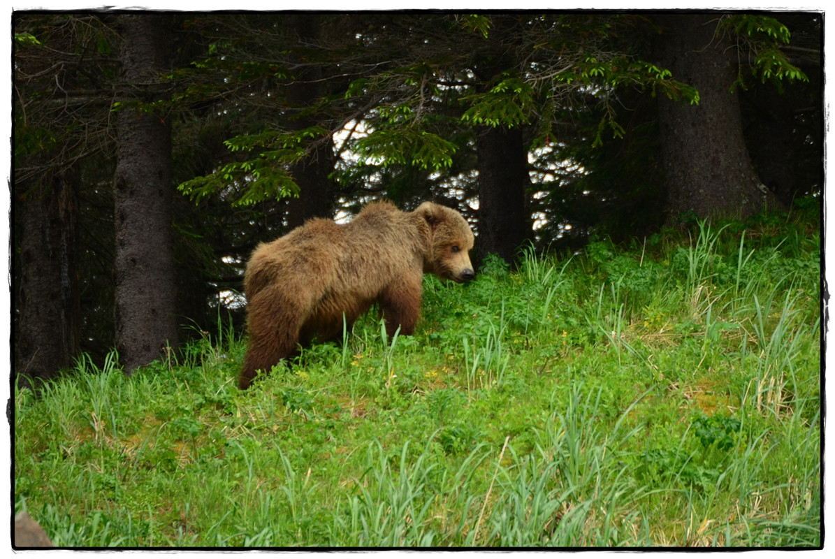 19 de junio. Osos a porrón en Lake Clark National Park - Alaska por tierra, mar y aire (13)