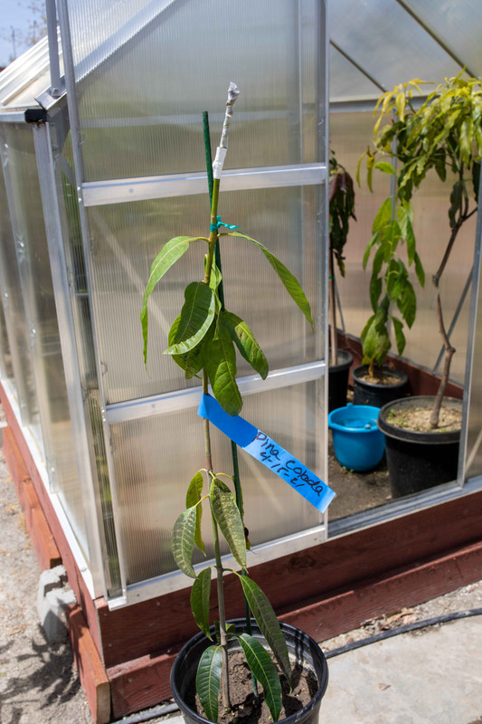 8U1A9195  Pina Colada Mango Graft to Smaller Ataulfo Seedling (4-15-2021)
