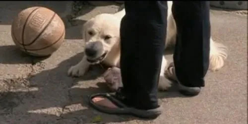 Curso entrenamiento Canino Mascotas Perros Razas  necesidadades del can