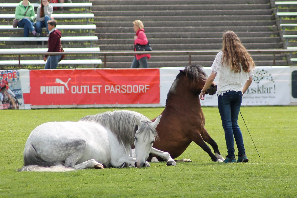 pony-mare-dapple-grey-natural-horsemanship-by-orleantribute-dfch5c6.jpg