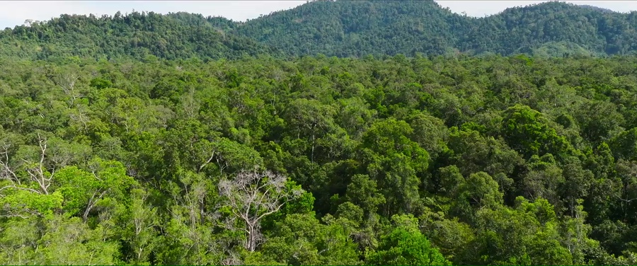 Secret Lives of Orangutans 2024 WebRip [Hindi + English] 480p, 720p ESub Screenshot
