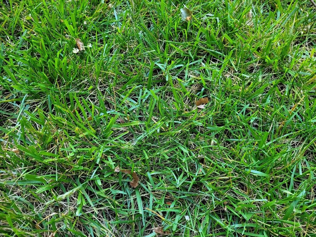 Tall Fescue Seeded in September Dying Off in June Lawn Care Forum
