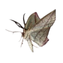 Middle Moth