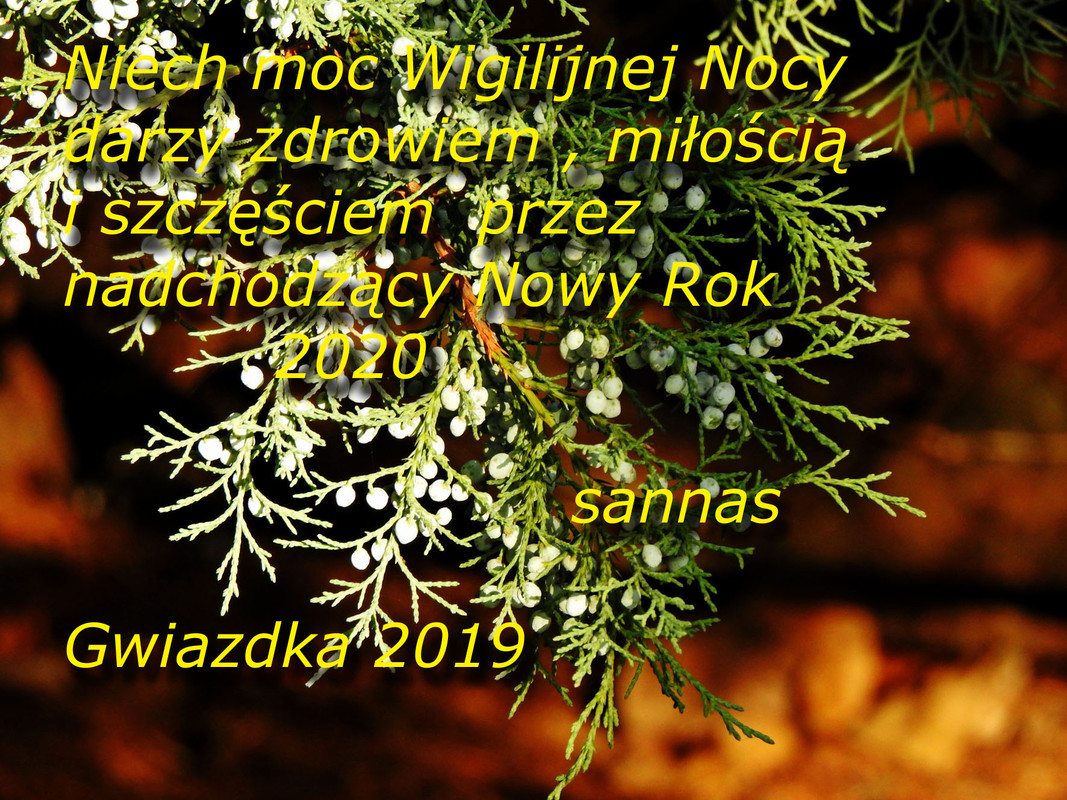 DSCN0357  18.12. Solanki  (2)