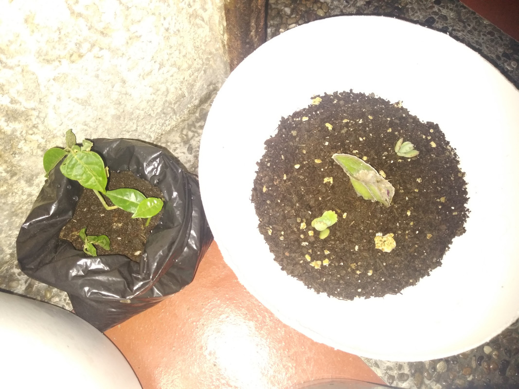 IMG_20200814_030226488