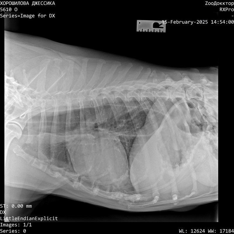 IMG-20250216-WA0002
