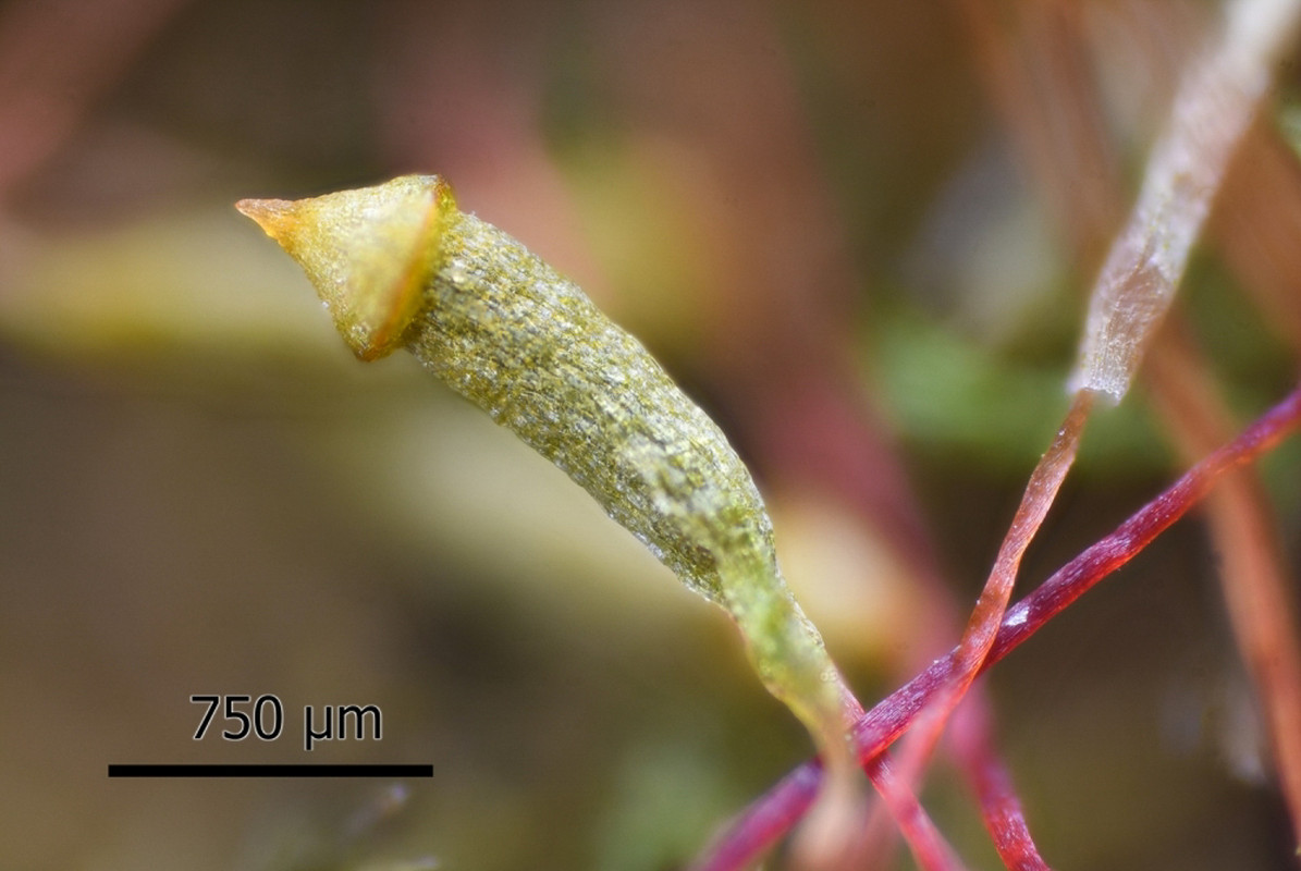 серполескея6