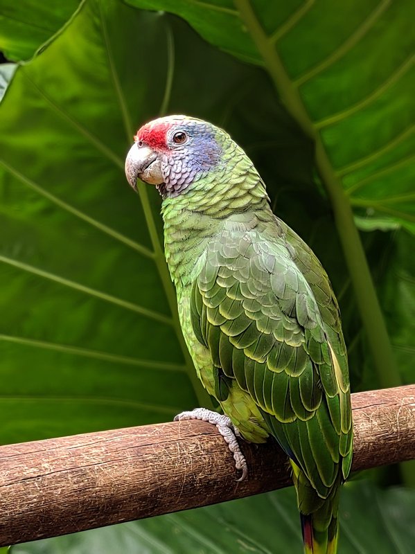 green-parrot-2.jpg