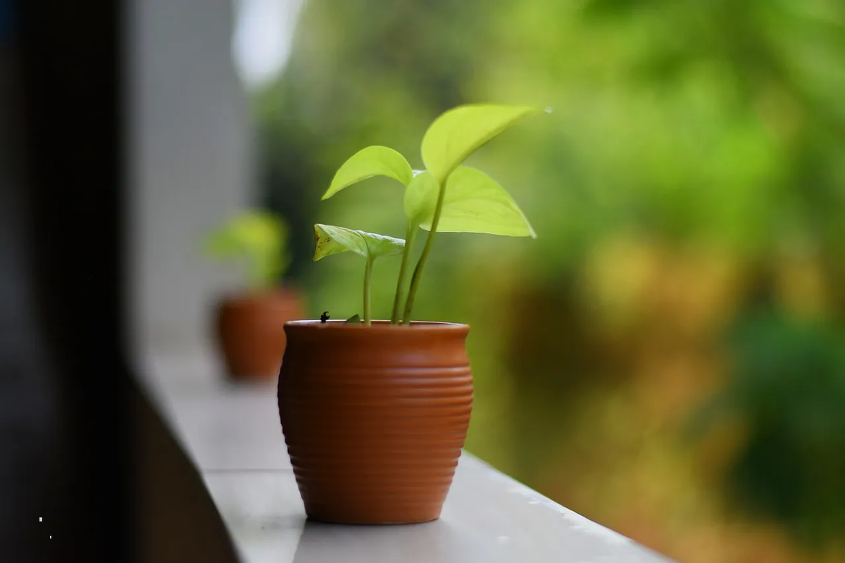 Aplica estos consejos para cuidar tu poto, una hermosa planta de interior