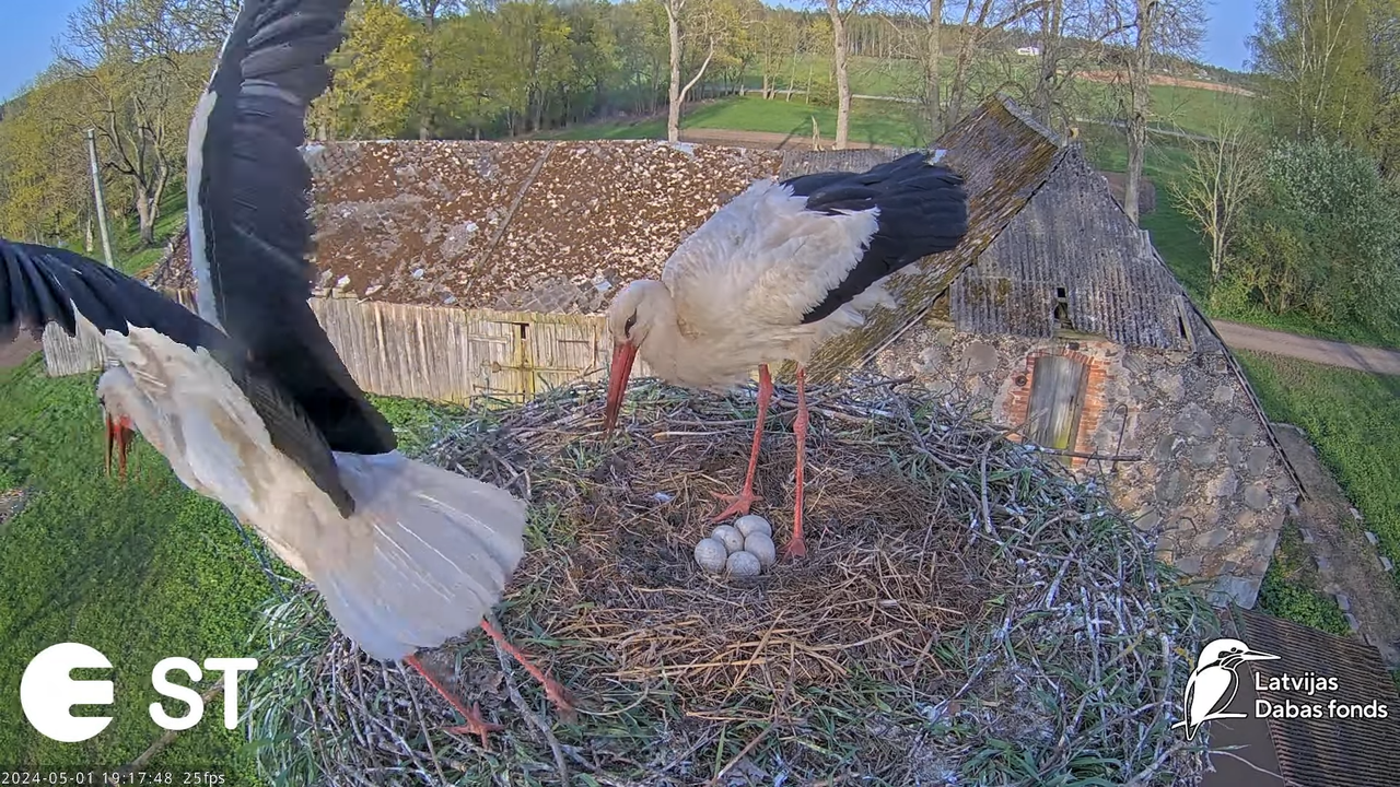 Baltie stārķi (Ciconia ciconia) Tukuma novadā - LDF tiešraide __ White storks in Tukums, Latvia 11-2
