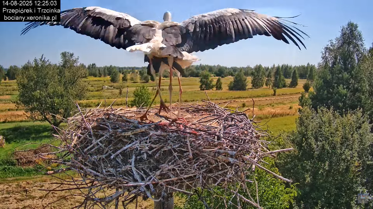 14082025bociany22