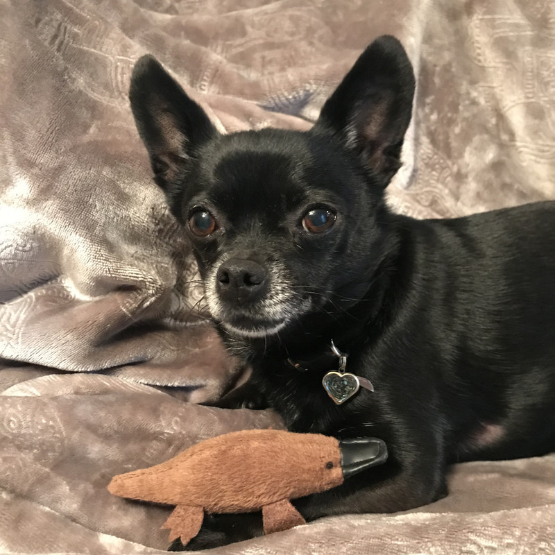 FFA09A58-DFEA-4AB5-8AF4-2F877D550803