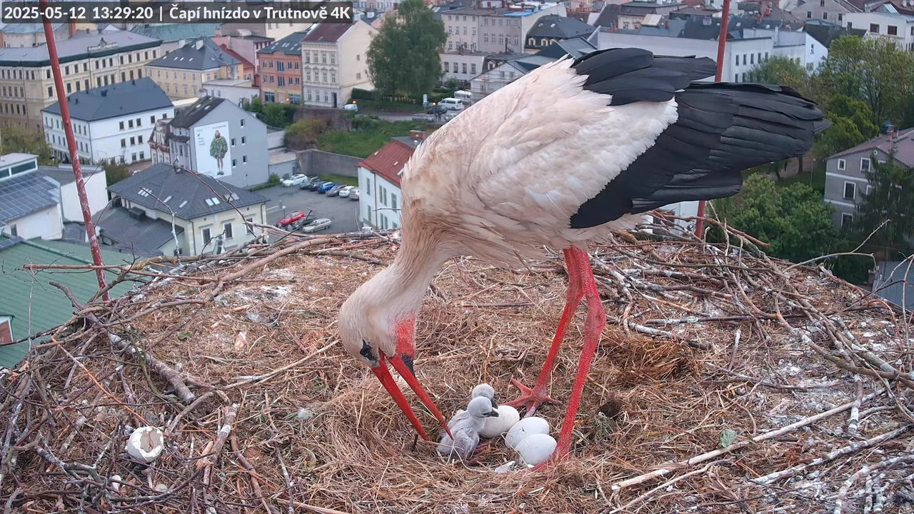 Tiešraide no stārķa ligzdas uz alus darītavas skursteņa Trutnovā 11-36-2 screenshot