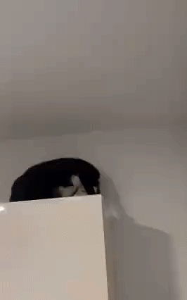 https://i.postimg.cc/FsHHVdh7/1.gif