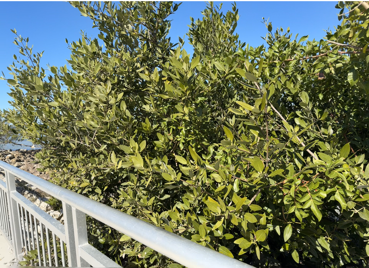 [Image: Skyway-Bridge-Rest-Area3.png]