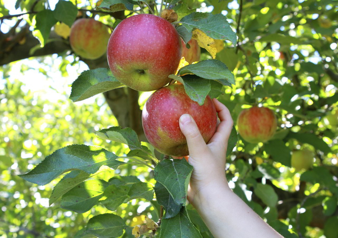 Mangiare questo frutto regolarmente aiuta a migliorare la memoria