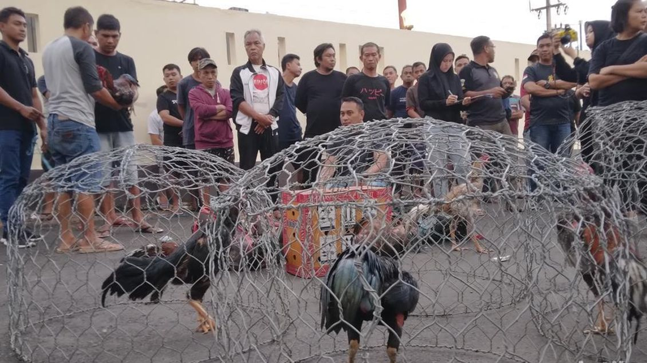 Anggota DPRD Golkar Asahan Ditangkap Dalam Praktik Judi Sabung Ayam Anggota DPRD Golkar Asahan Ditangkap Dalam Praktik Judi Sabung Ayam