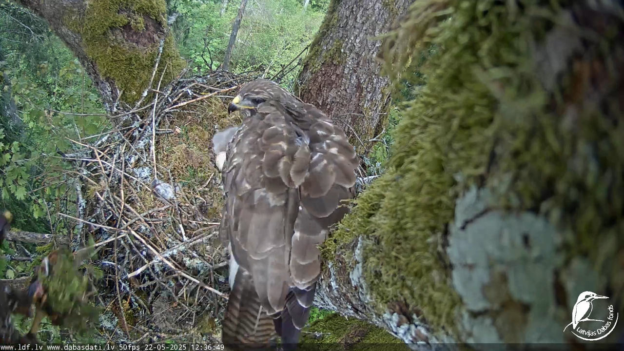 Melnās klijas (Milvus migrans) Kurzemē_ peļu klijāni (Buteo buteo) 14-14-19 screenshot