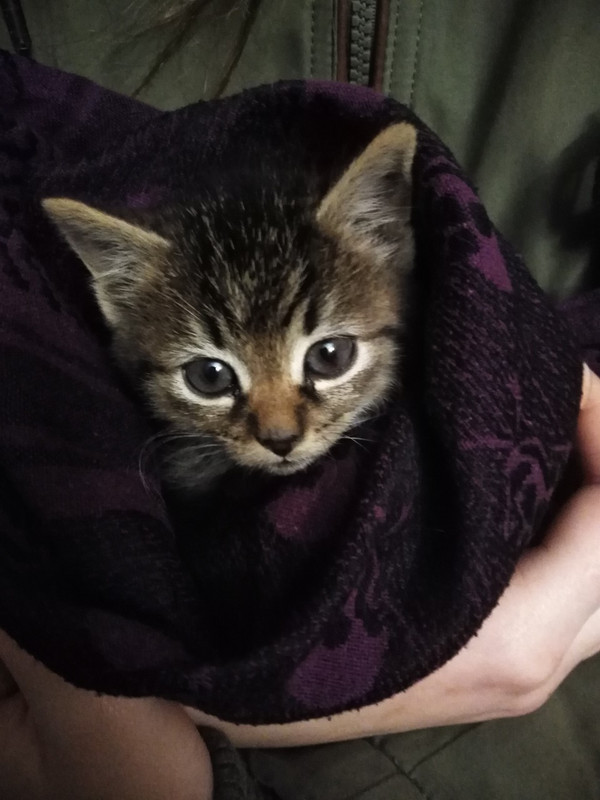 изображение_viber_2019-11-13_21-43-31