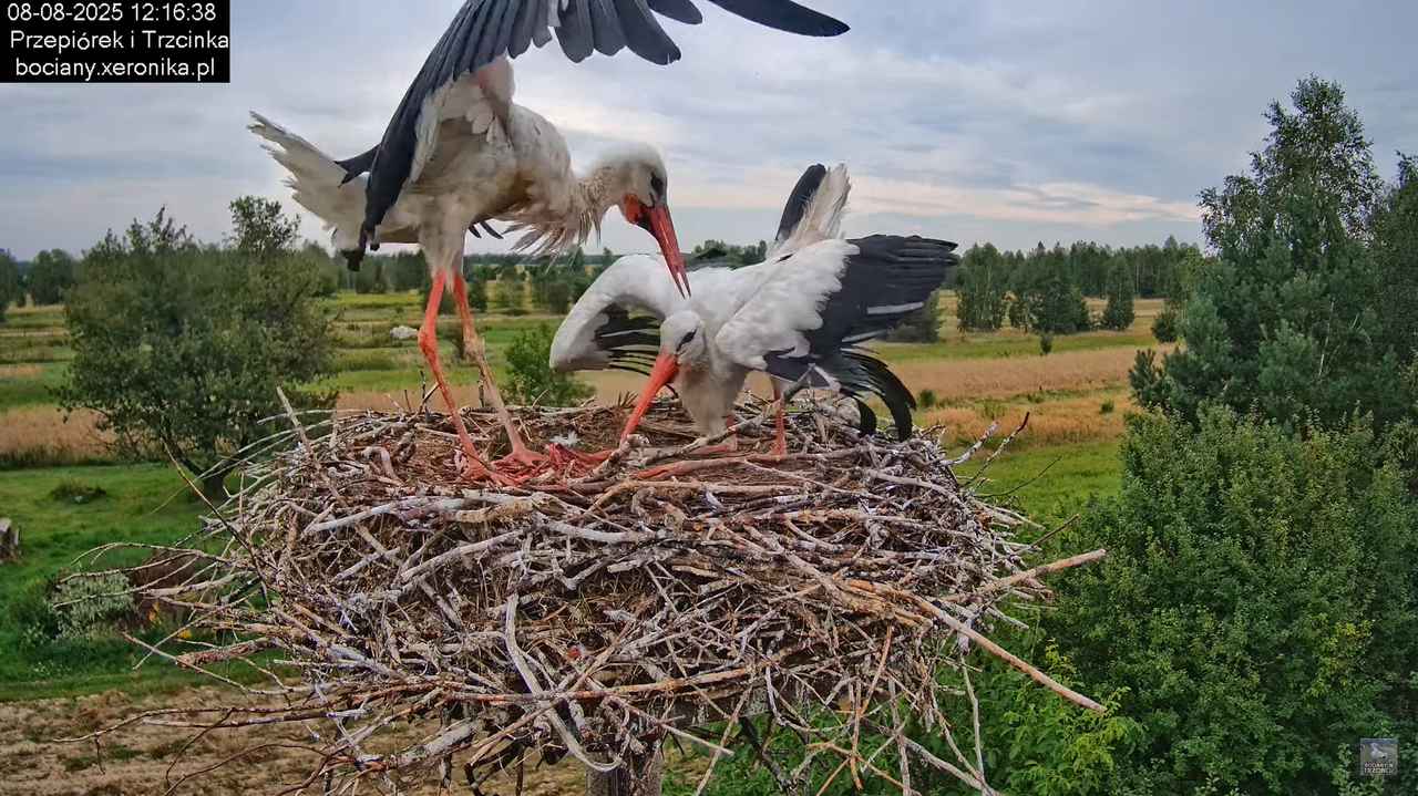 08082025bociany13