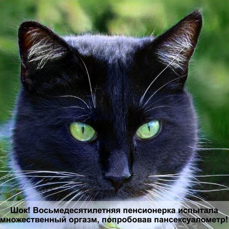 разные зрачки у кошки