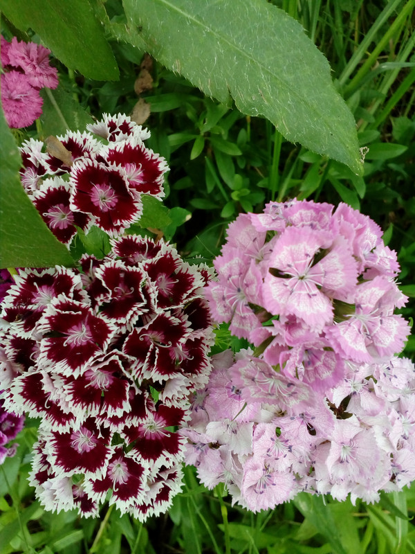 IMG_20170725_113556_1CS