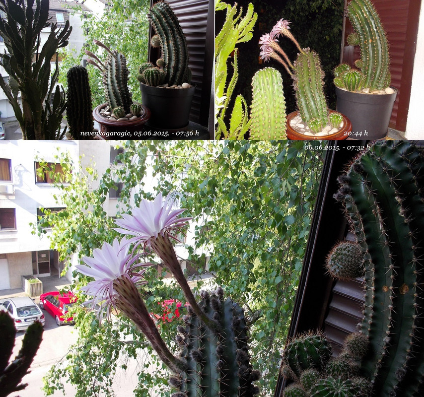 11-05.06.2015.-1187-1112-novo